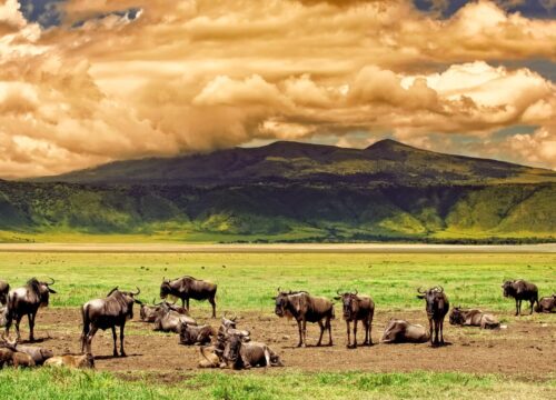 Tanzanya Ülke Rehberi