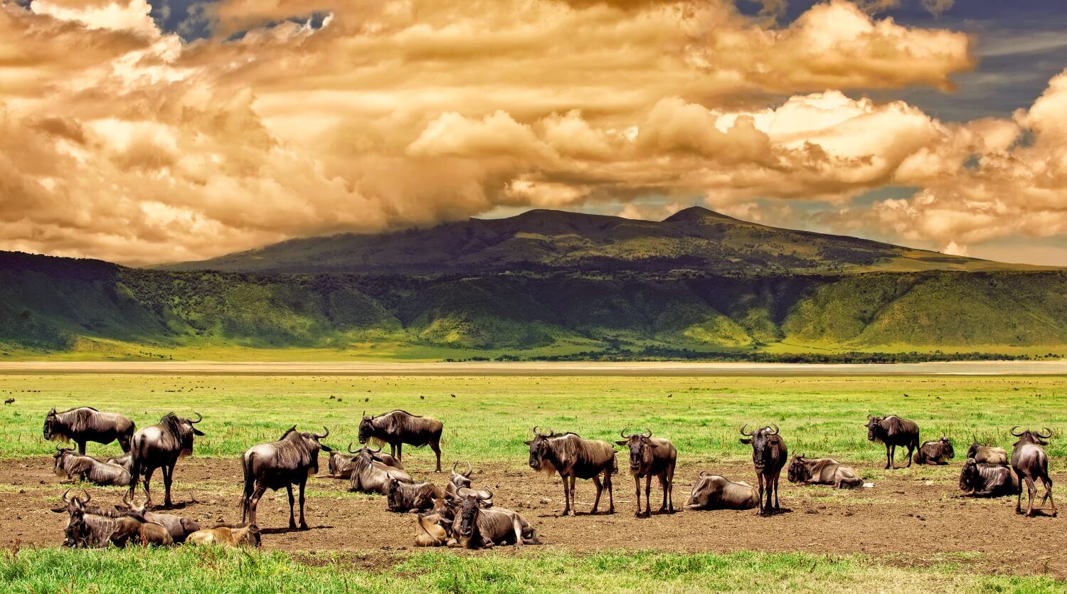 Tanzanya safarileri